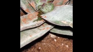 Crassula Garnet Lotus bakımı . Crassula Garnet Lotus nasıl çoğaltılır  .Yavru alımı .