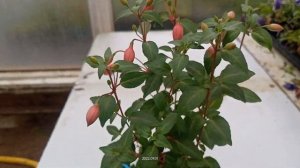 Качество укорененных черенков фуксии Bella Fuchsia Hilda