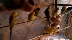 My cats and parrots #viral #trending #cat #trendingvideo #parrot