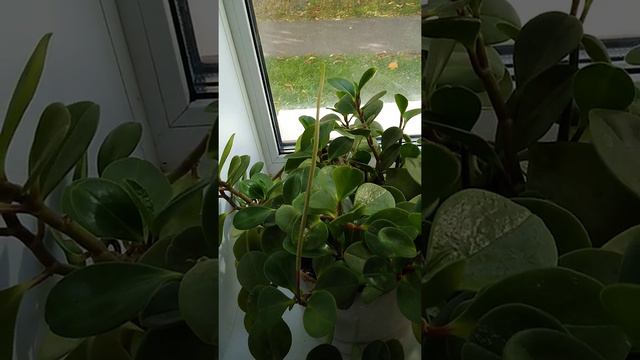 Peperomia - Big смотреть онлайн