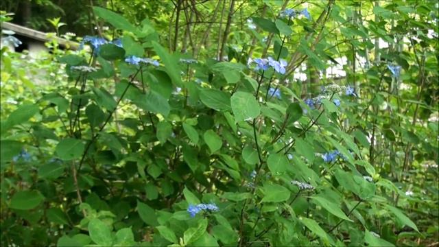 ヤマアジサイ① смотреть онлайн