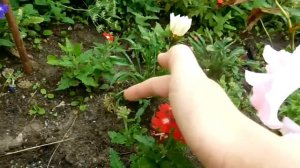 Вербена из черенка на клумбе ! Цветёт и радует !