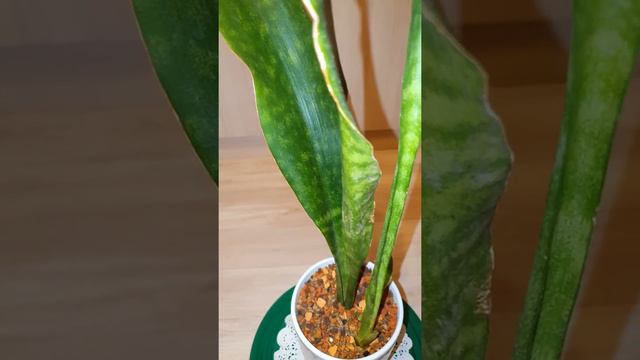 Сансивиерия Аубритиана Jade смотреть онлайн