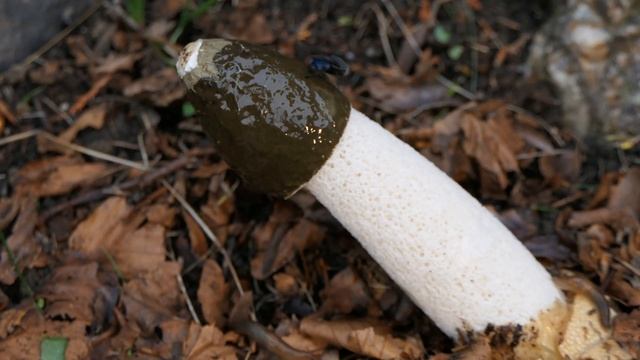 Stinkhorn Time-lapse смотреть онлайн