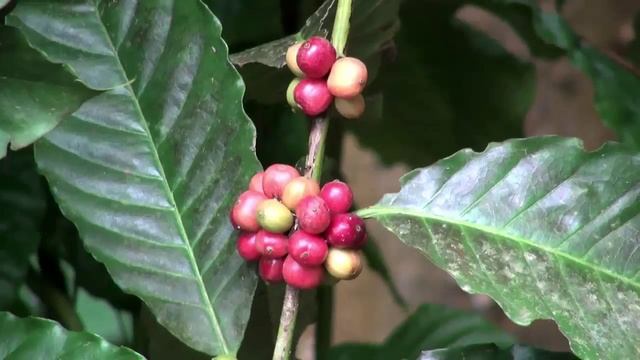 Boca Java - Direct Trade - Project C.U.R.E (extended)