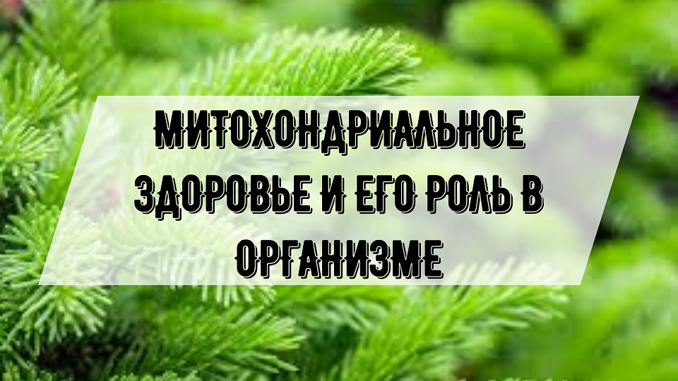 Митохондриальное здоровье и его роль в организме. Асель Туманова