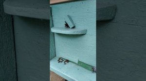 Гпавный медосбор: метод Корженевского. Подготовка.