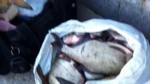 Лещ на Неве,  раздача,  такой рыбалки ещё не видел.