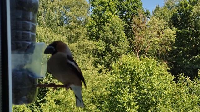 Побольше он синицы, Крупнее воробья. Я знаю кто ты - Прелестный дубонос! 202106 смотреть онлайн