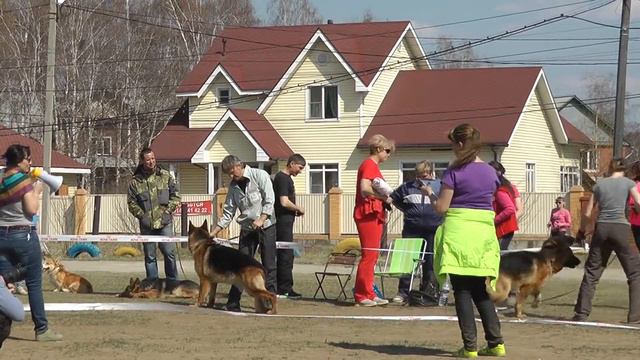 Моно КЧК Иркутск 8 мая. Класс рабочих собак 3 ч. смотреть онлайн