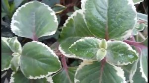 Vlog #272 Variegated Cuban Oregano With White Color At The Edges/Borders Of Leaves