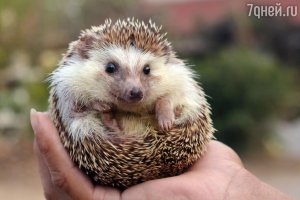 Заблуждения о животных.