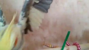 Попугай Корелла Аркаша самый сладкий мальчишка ❤️ Corella the Parrot