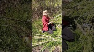 ?заготовка коры ивы для плетения. Ива. Плетение из ивы.