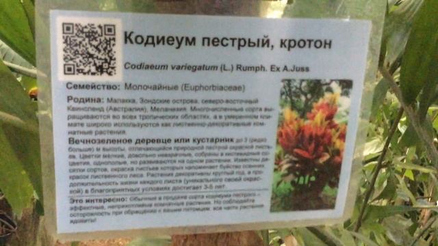 Главный Ботанический Сад имени Н.В. Цицина. Оранжерея. Москва. 16.06.2021г.