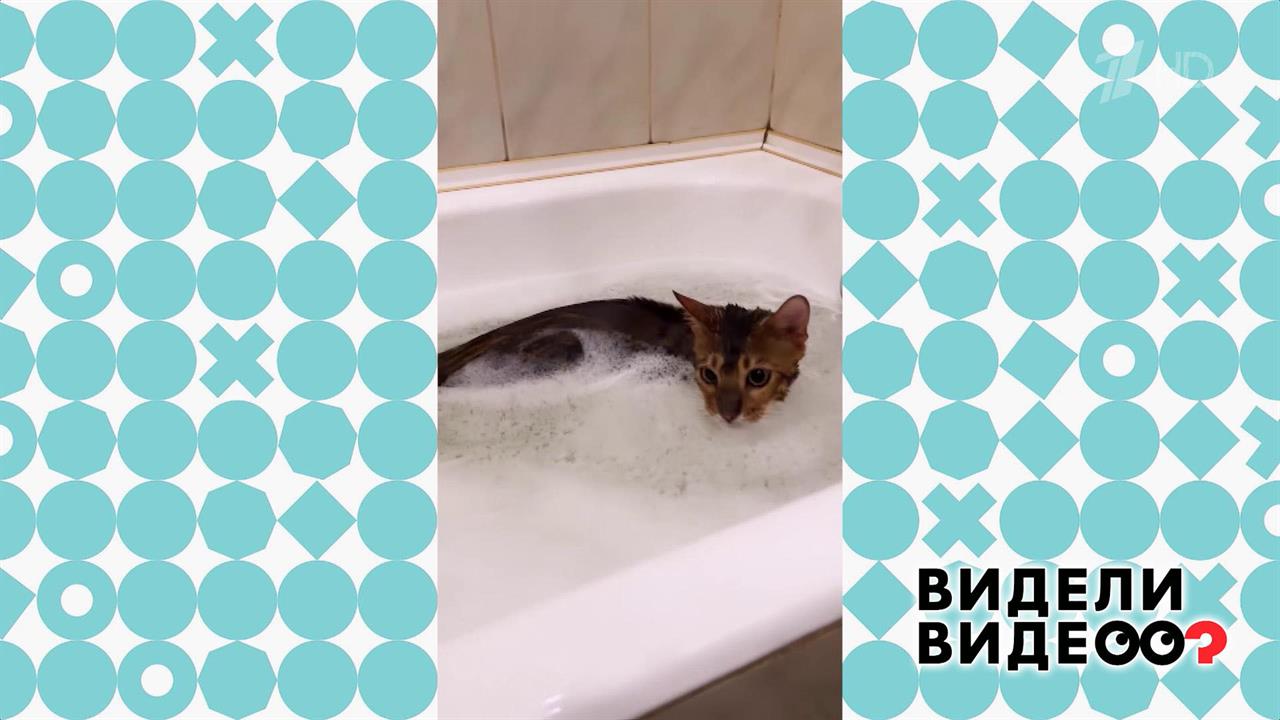 Водоплавающий кот. Видели видео? Фрагмент выпуска от 12.05.2024