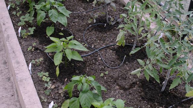 Анонс посадок в теплице Ассистента смотреть онлайн