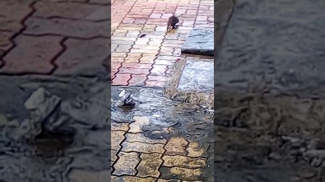 Greater Bandicota Rats смотреть онлайн