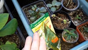 Обрабатываем комнатные растения от белокрылки и других вредителей