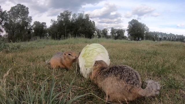 Злые и вечно голодные суслики Красноярска! Gopher смотреть онлайн
