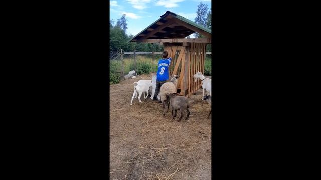 Выгоняю стадо . Как я живу на даче . смотреть онлайн