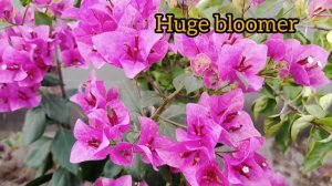 Bougainvillea/ Violet September