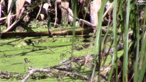 Уж ловит и заглатывает лягушку. Драка ужей || The snake caught a frog