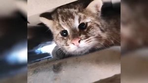 новости животные Минута милоты В Приморье амурский лесной котик кот залез в машину погреться 2022 г