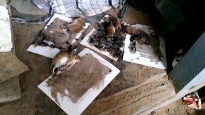 Ловля мышей на клей. Слабонервным не смотреть. 18.11.17.