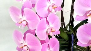 Phalaenopsis orchid กล้วยไม้:กล้วยไม้สกุลฟาแลน Phalaenopsis Pink Yukidian