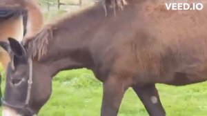 Гибридные животные которые появились на свет в результате скрещивания разных видов.