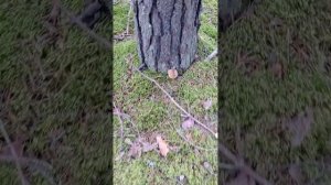 Грибная пора началась  Сентябрь в Пуйговском лесу