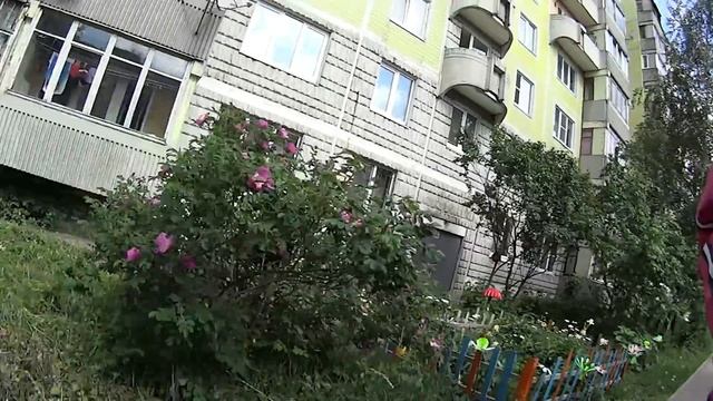 Купила проездной и кое-что для дачи Кошачьи нежности