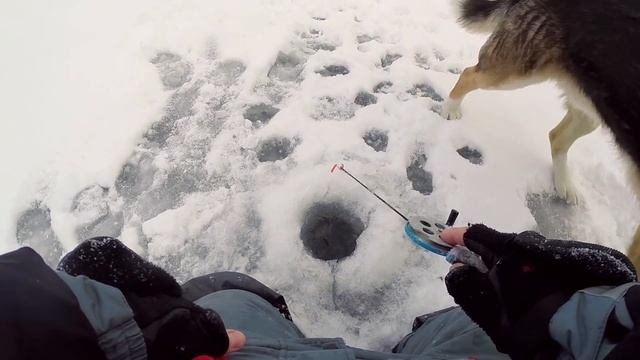 БЕШЕНЫЙ КЛЕВ РОТАНА НА КРЕВЕТКУ. Зимняя рыбалка на крупного ротана