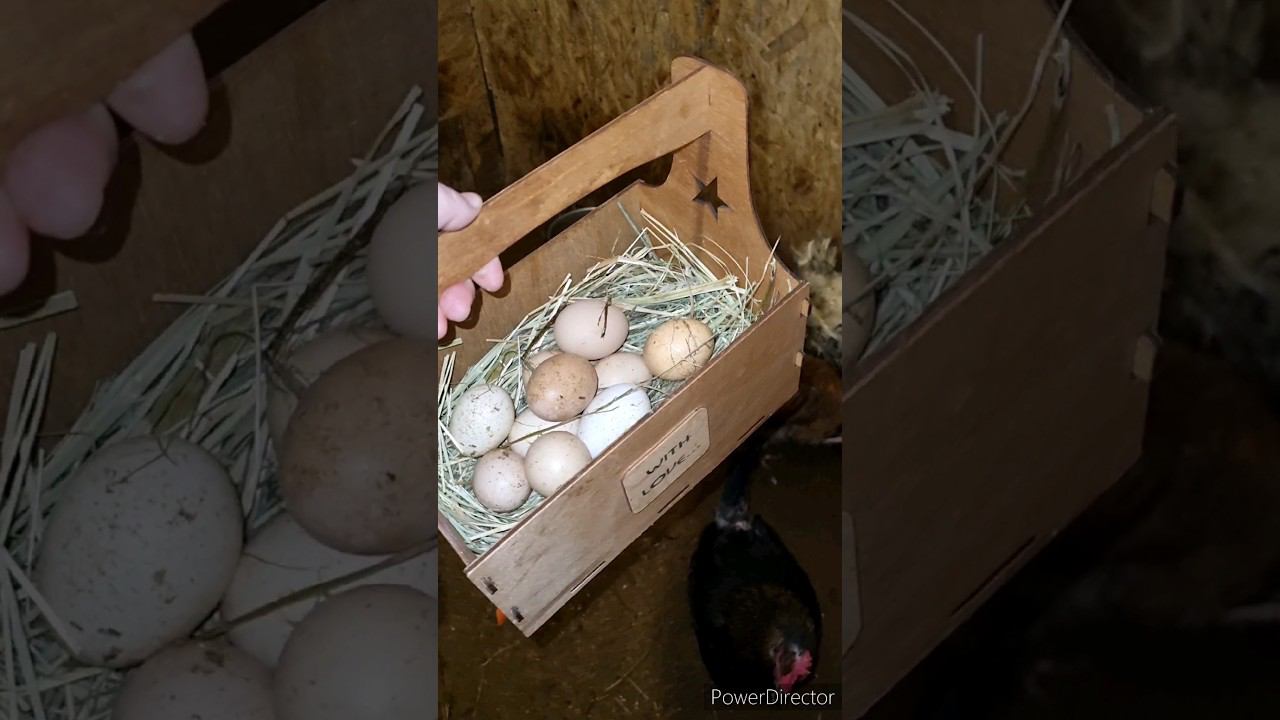 КУРЫ на ДАЧЕ несутся круглый год! #shorts