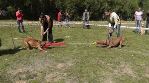 Собаки перетягивают канат.