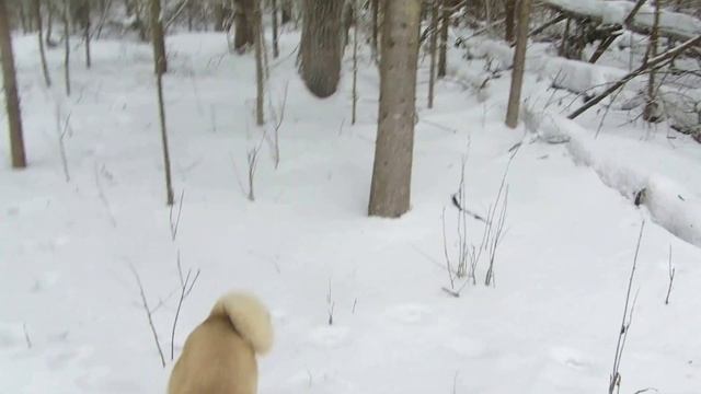 Перешёл я сечь наконец то...На лай собаки. смотреть онлайн