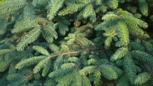 ХВОЙНЫЙ КВАС