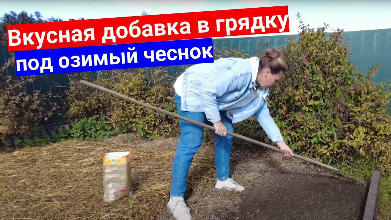 Чем же вкусным заправить грядку под чеснок осенью? Как правильно посадить озимый чеснок.