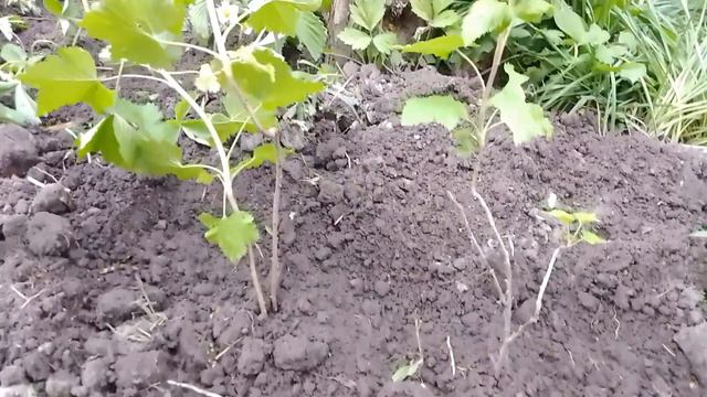 Грядка клубники и нашли кустики черной смородины #грядка #клубника #чернаясмородина #земля #пепел смотреть онлайн