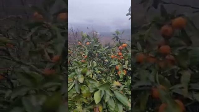 А в Абхазии продолжается сбор мандаринов, отдают даже бесплатно. В горах в Гудаутском районе????