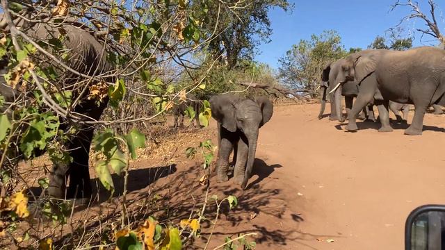 Elephants passing by смотреть онлайн