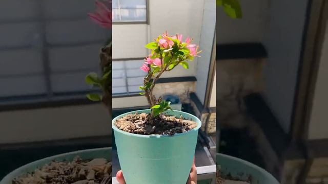 Pink Bougainvillea Dwarf