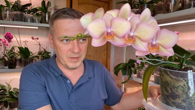 ОРХИДЕИ КОРОЛЕВЫ фаленопсисов ЛЕГАТО в разных вариантах цветениях ОБЗОР орхидей
