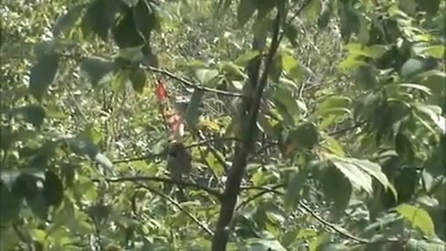 дубоносы кормление птенца на черемухе смотреть онлайн