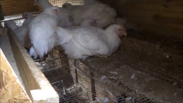 Брудер новое пополнение! смотреть онлайн