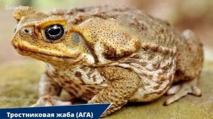 Жабы-Монстры... Самые огромные лягушки в мире!