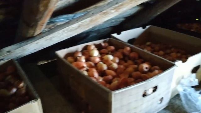 ЛУК ХАЛЦЕДОН ИЗ СЕМЯН ЧЕРНУШКИ НА РЕПКУ ЗА ОДИН СЕЗОН (БЕЗ РАССАДЫ) ПРЯМОЙ ПОСЕВ В ГРУНТ. смотреть онлайн