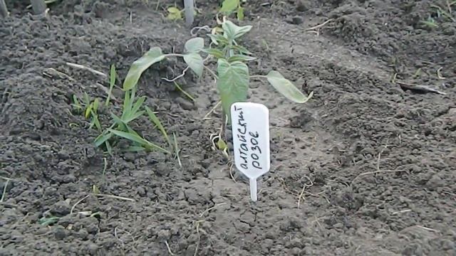 Огород в середине мая Аномальная жара на Алтае смотреть онлайн