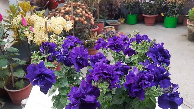How I cared my Petunia Plant for such blooming // Petunia plant care // Petunia flower